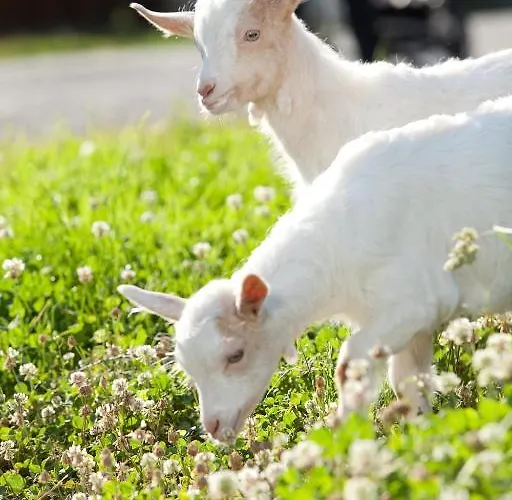 Schloss Saalhof Διαμέρισμα Maishofen
